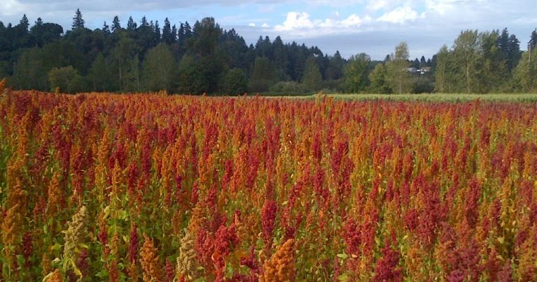 उत्तराखंड में “हिमालयन किनोवा” उत्पादन करने वाला क्षेत्र बना डाडामंडल का मल्ला बनास! हाईफीड करवा रहा है नया प्रयोग!